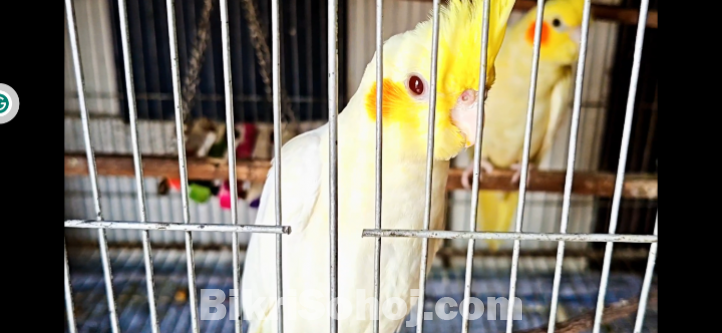 Lutino Cockatiel